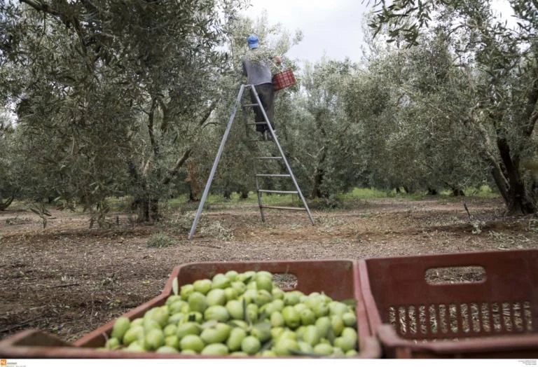 Το καλύτερο ελαιόλαδο στον Κόσμο είναι για πρώτη φορά ελληνικό!